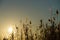 Backlit reeds