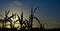 Backlit reeds at sunrise