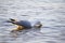 Backlit ring-billed gull seen eating in shallow water on the St. Lawrence River shore