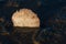 Backlit scallop shell on foreshore, stuck in the mud as the tide goes out.