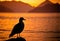 Backlit with a seagull in the foreground and a amazing golden sunset in the background. Generative AI