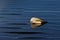 Backlit seashell on Kina beach