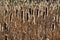 Backlit seeding Bulrushes silhouetted by a low sun