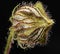 Backlit seedpod of a Hibiscus trionum L.