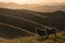 Backlit sheep grazing on Wither Hills