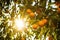 backlit shot of oranges hanging from the tree branch