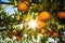 backlit shot of oranges hanging from the tree branch