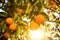 backlit shot of oranges hanging from the tree branch