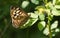 A backlit shot of a Speckled Wood Butterfly, Pararge aegeria, perching on a leaf in woodland in the UK.