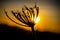 Backlit silhouette of a dandelion at sunset