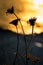 Backlit silhouette a dandelion at sunset
