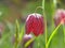 Backlit snakes head fritillary flower