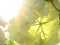 Backlit Snowball Bush White Flower Cluster