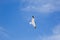 Backlit Soaring Laughing Gull against Blue Sky