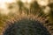Backlit Spiderwebs Connect Saguaro Spines At Sunset