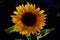 Backlit Sunflower 3 in elementary school garden