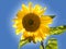 Backlit sunflower