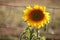 Backlit sunflower