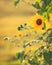 Backlit sunflowers