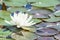 Backlit sunlight white water lily single flower