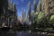 Backlit tall trees in Fall by the Merced River, Yosemite National Park.