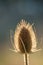 Backlit teasel head Dipsacus fullonum