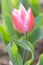 Backlit tender and romantic tulip flower