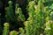 Backlit thorns of Candelabra cactus Euphorbia lactea