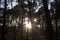 Backlit trees in a Spanish forest at sunset