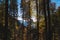 Backlit trees with yellow leaves in dense autumn forest