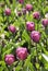 Backlit Tulips