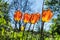 Backlit tulips in garden