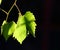 Backlit vineyard leaf