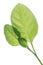 Backlit Viriginia tobacco leaves