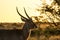 Backlit Waterbuck