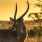 Backlit Waterbuck 2