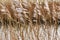 Backlit waving brown reed with white plumes