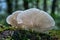 Backlit white Angel Wings mushroom duo on wood stump in green forest