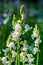 Backlit white bluebells flower