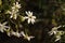 Backlit white clematis flowers