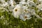 Backlit white cosmos flowers