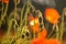 Backlit wild poppy buds