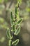 Backlit Willow Catkins (Salix caprea)