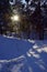 Backlit winter forest covered in snow