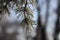 Backlit winter`s frosting on bare pine needles  in sunlight