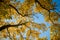 Backlit yellow autumn leaves against blue sky