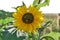 Backlit Yellow and Brown Sunflower