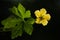 Backlit yellow flower and leaf