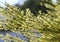 Backlit yellow flowers of Australian native Bent Leaf Wattle Acacia flexifolia, family Fabaceae