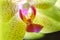Backlit yellow and pink Phalaenopsis orchid macro.